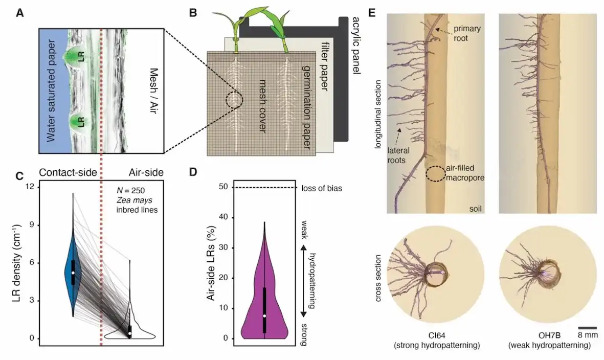 Maize genetic diversity identifies moisture-dependent root-branch signaling pathways