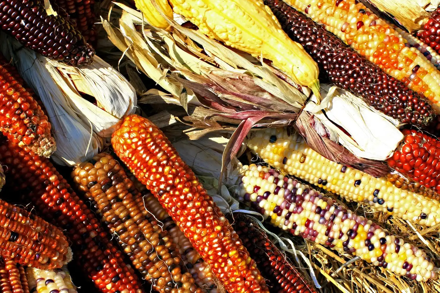 Maize, corn. CLM-bv from Pixabay