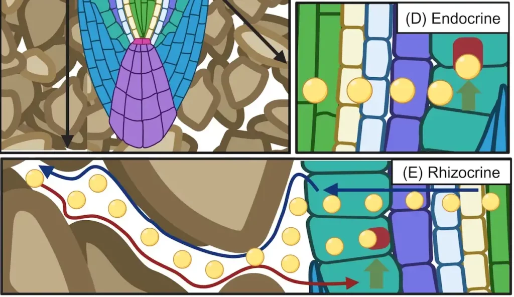 Roots employ several classes of hormones including rhizocrine signals that spend time outside of plant tissues in the rhizosphere. A schematic diagram illustrating (A) a longitudinal cross-section of a root growing in soil, and (D–E) examples of the contrasting modes of action for different hormone classes (denoted as yellow circles) involving (D) endocrine signalling (i.e. acting in other organs after long-distance transport), and (E) rhizocrine signalling, where this class of hormone moves outside its root source via the soil (denoted by the blue arrow), returning to the root in response to a soil stress (denoted by the red arrow), triggering an adaptive response, denoted by the green arrow and receptor binding of the hormone signal.