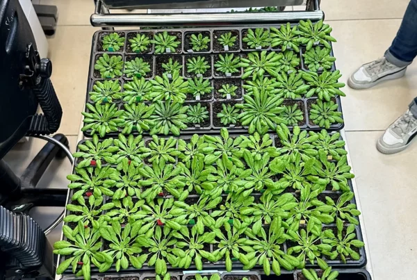 Image: Short-day Arabidopsis plants experiment for drought and ABA2 content. Credit: Barak Bitman, Tel Aviv University