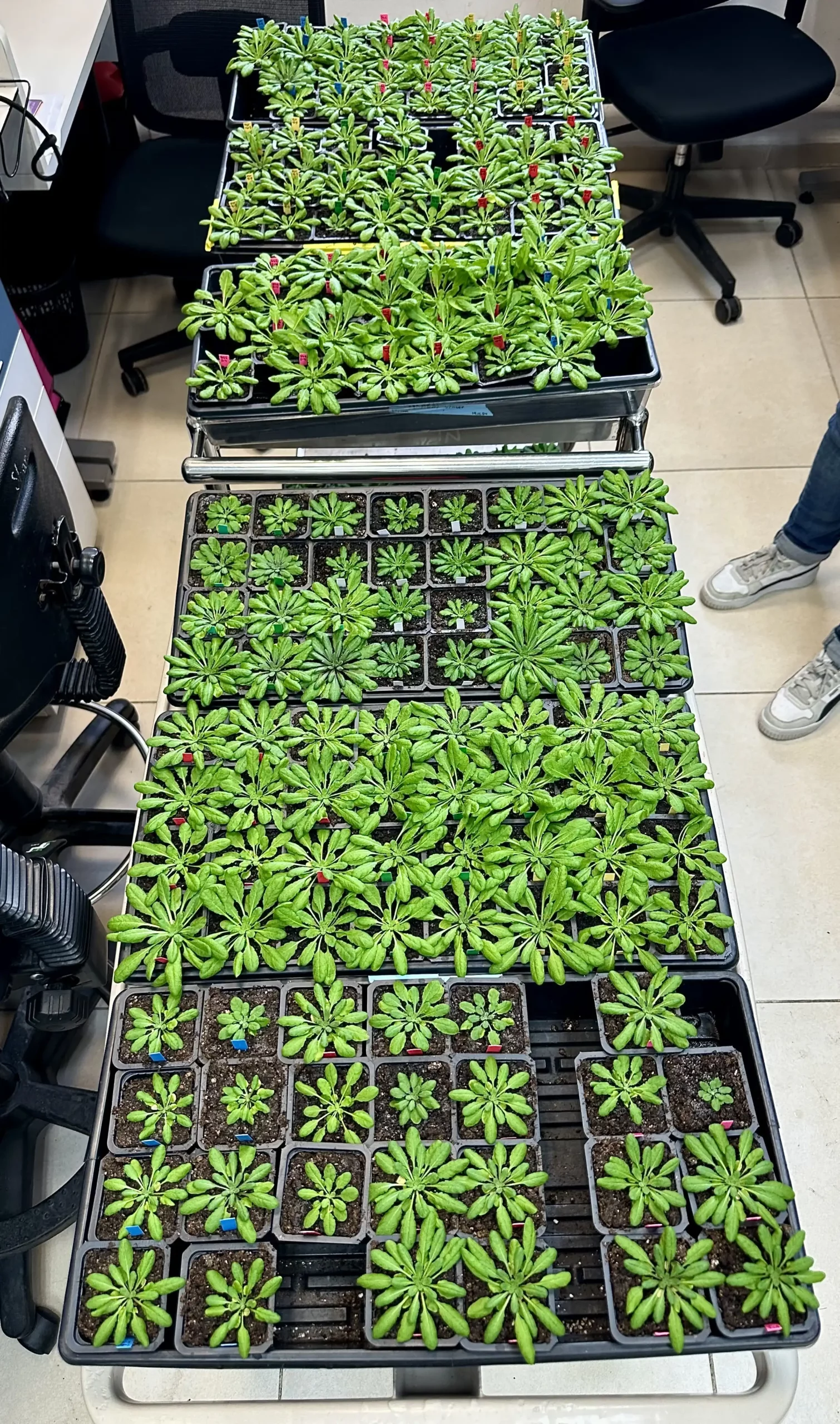 In defense of funding foundational plant science