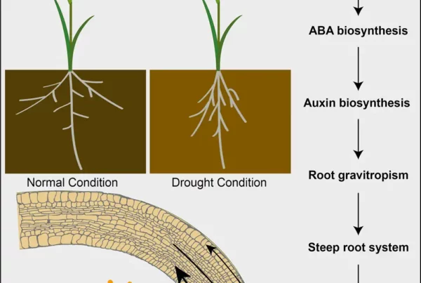 Image: graphical abstract. Credit: Current Biology.