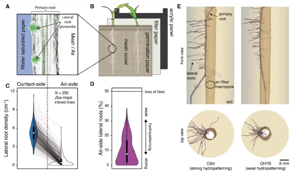Fig. 1. Hydropatterning responses revealed in public sector breeding lines of Zea mays (maize)