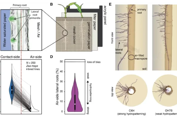 Fig. 1. Hydropatterning responses revealed in public sector breeding lines of Zea mays (maize)