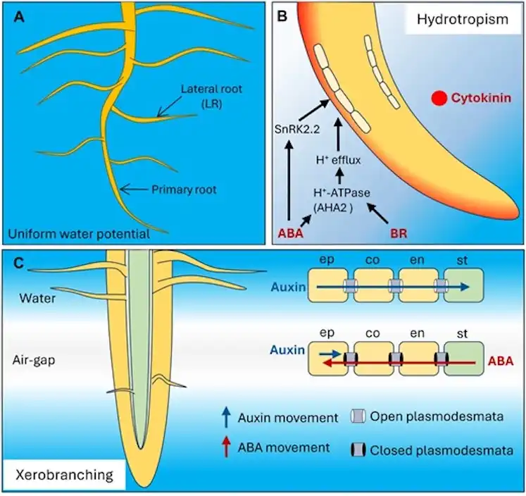 Fig. 1. Hormones mediate root responses to water availability. (A) Under homogeneous water distribution in soil, lateral roots (LRs) develop symmetrically, resulting in a uniform root system. (B) Root tips show hydrotropism and bend towards areas with high water potential. ABA drives asymmetric expansion of cortical cells on the convex side of roots facing low water potential by the action of SnRK2.2. Both ABA and BR promote hydrotropism via the activity of the proton pump AHA2. Cytokinin (in red) exhibits asymmetric distribution at the root tip to regulate hydrotropism. (C) Growing root tips pause branching in air gaps (xerobranching). Lack of moisture triggers ABA release from the stele (st) to the outer root tissues, blocking the radial inward symplastic movement of auxin to pause root branching. ABA-mediated repression is relieved in the presence of water. ep, epidermis; co, cortex; en, endodermis.