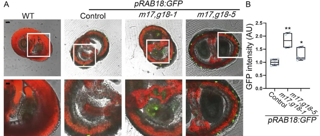 Double knockdown of ABCG17 and ABCG18 leads to changes in ABA response in the valves. A, pRAB18:GFP signal in mir17,g18 and Control siliques at 4 DAP. mir17,g18 is mir17 (amiRNA-ABCG17) transformed into the background of abcg18-1 T-DNA insertion line. Shown are two independent transformation lines (#1 and #5). Green is GFP fluorescent signal, and red is chlorophyll. Scale bar = 50 m. B, Average (±SD) GFP intensities in indicated lines. n ≥ 4; *, P value < 0.05, **, P value < 0.01, Student’s t test