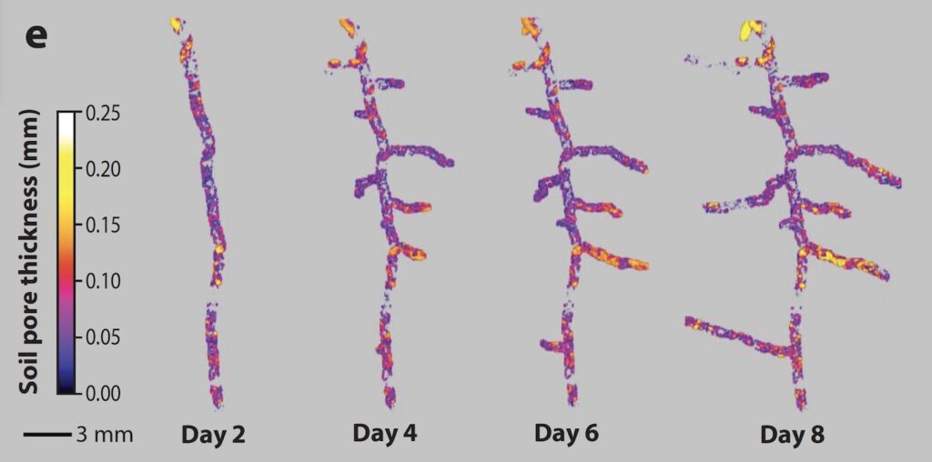 Dynamic interactions at the root–soil interface.(e) high-resolution X-ray computed tomography images reveal how plant roots impact the structural development of the rhizosphere by causing changes in soil pore thickness over time. Panel e adapted from Reference 48 (CC BY 4.0).