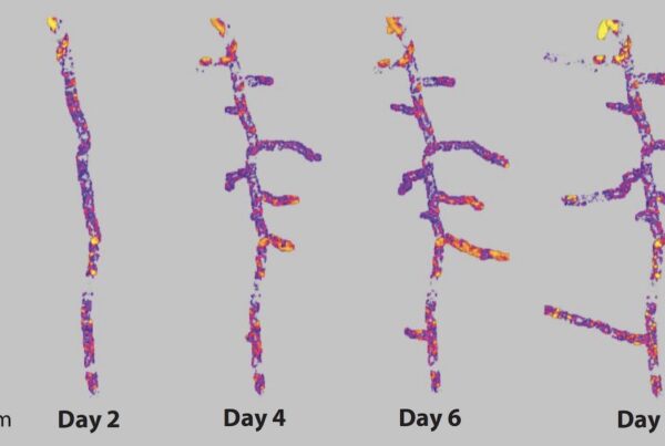 Dynamic interactions at the root–soil interface.(e) high-resolution X-ray computed tomography images reveal how plant roots impact the structural development of the rhizosphere by causing changes in soil pore thickness over time. Panel e adapted from Reference 48 (CC BY 4.0).