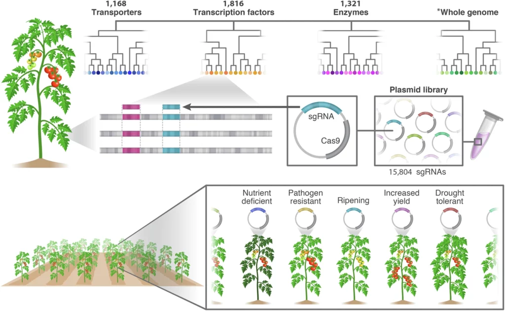 Schematic overview illustrating the library workflow, from design to screening. All coding genes were divided into phylogenetic trees, and trees were classified by function. sgRNAs were designed to target multiple genes located in close proximity to one another phylogenetically (indicated by colors). Each sgRNA was cloned into the Cas9 vector, creating a plasmid library. Transformed lines were screened with multi-targeted, large-scale, forward genetics for specific traits of interest, revealing hidden phenotypes. *Whole genome indicates all coding genes excluding transporters, transcription factors, and enzymes.