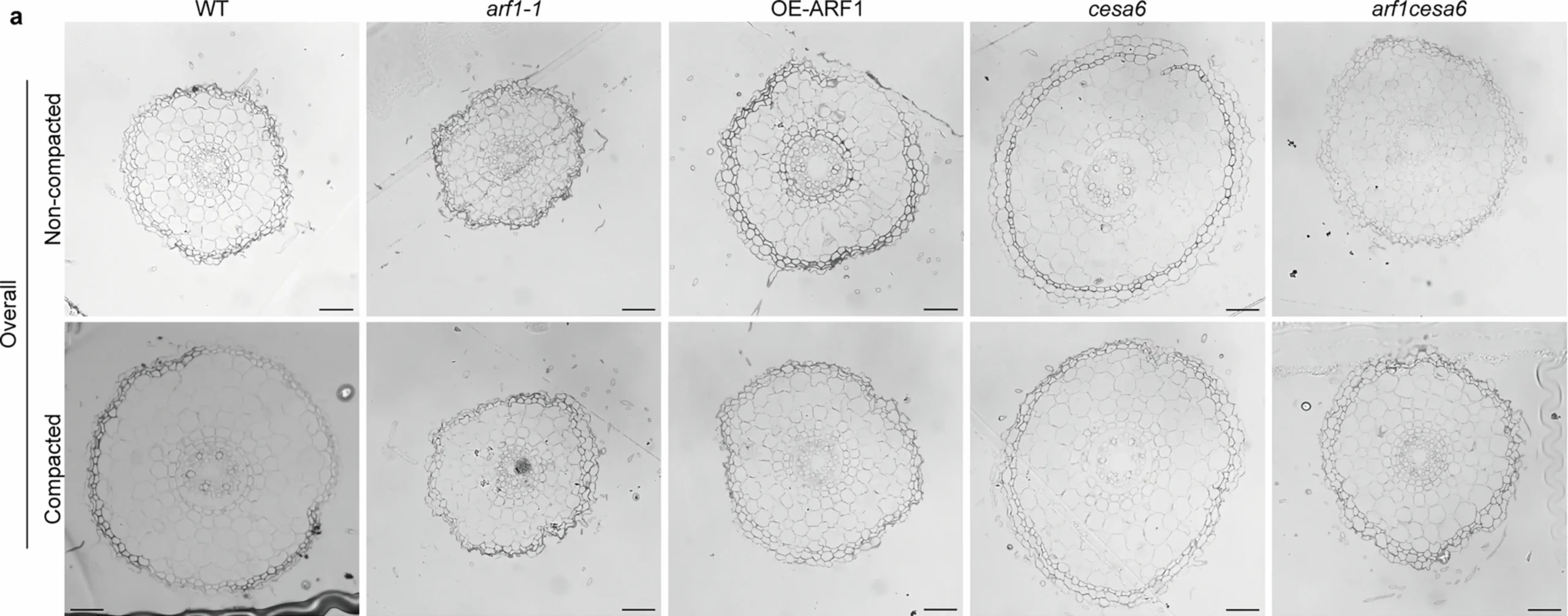 Ethylene modulates cell wall mechanics for root responses to compaction
