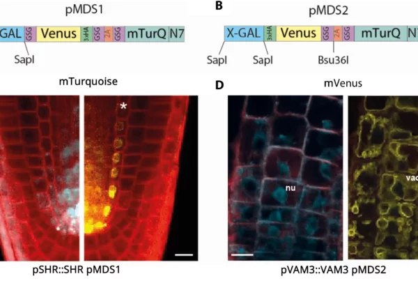 Image: Description and validation of pMDS plasmid system for dual analysis of transcription and translation in plants. (A) Organization of pMDS1 vector showing reporters for transcription [mTurquoise (mTurQ)], translation (C-terminal mVenus), and a 2A self-cleaving peptide. (B) Organization of pMDS2 vector showing reporters for transcription (mTurQ), translation (N-terminal mVenus), and a 2A self-cleaving peptide. (C) Confocal image of pMDS1_SHRpro:SHR:mVenus:mTurQ showing gene expression (mTurQ) in the stele region and protein (mVenus) translocating to endodermis in the root meristem. (D) Confocal image of pMDS2_VAM3pro:mVenus:VAM3:mTurQ showing subcellular expression (mTurQ) in the nucleus and protein (mVenus) moving to the vacuole in the root epidermis. Red channel shows mCherry expression. nu, nucleus; vac, vacuole; *, endodermis of root meristem. Scale bar, 10 μM. Credit: Science Advances