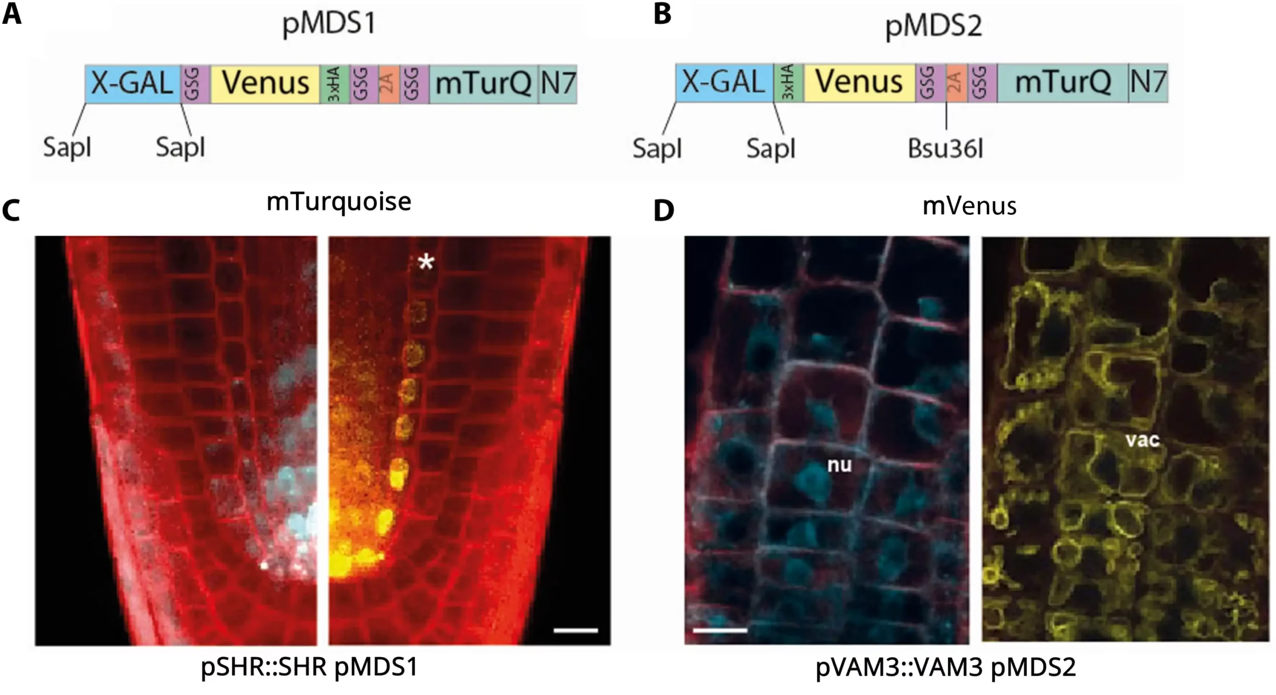 Elucidating tissue and subcellular specificity of the entire SUMO network reveals how stress responses are fine-tuned in a eukaryote