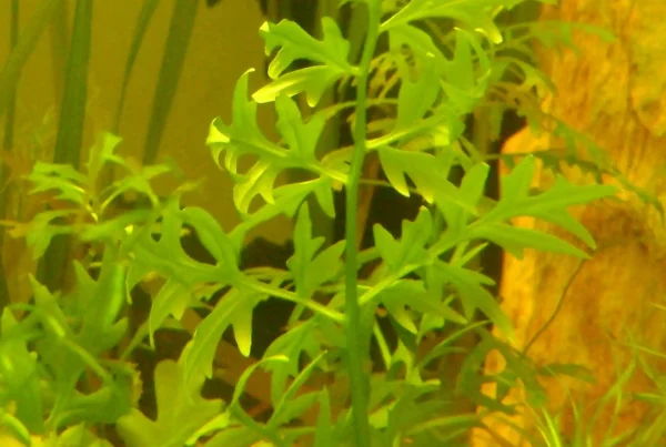 Ceratopteris_cornuta_in_aquarium_alone