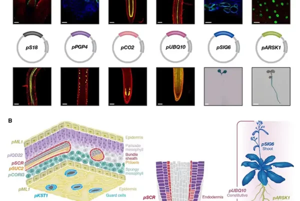 Fig. 1. Expression pattern of cell type-specific promoters used to drive multi-targeted amiRNA libraries. A) Shown are confocal or stereoscope images for pML1:H2B-GFP (shoot epidermis), pIQD22:GUS-mCitrine (palisade mesophyll), pSCR:YFP (endodermis and bundle sheath), pSUC2:YFP (phloem companion cells), pCORI3:GUS-mCitrine (spongy mesophyll), pKST1:GFP (guard cells), pS18:YFP (xylem), pPGP4:NLS-YFP (root epidermis and cortex), pCO2:YFP (cortex), pUBQ10:YFP (constitutive), pSIG6:GUS (shoot), and pARSK1:GUS (root). Red signal indicates cell wall dye propidium iodide. Blue signal in pIQD22 and pCORI3 indicates chlorophyll auto-fluorescence. pML1, pSCR, pSUC2, pKST1, pS18, pPGP4, pCO2, and pUBQ10 seedlings are 5 days old, pSIG6 and pARSK1 seedlings are 12 days old, and pIQD22 and pCORI3 are 17 days old. Scale bars = 50 µm for pML1, pIQD22, pSCR, pSUC2, pCORI3, pKST1, pS18, pPGP4, pCO2, and pUBQ10; scale bar = 1 mm for pARSK1; and scale bar = 2 mm for pSIG6. B) Illustrations of the cell type-specific expression patterns driven by promoters used in this study to drive multi-targeted amiRNA expression. Illustrations are of leaf tissue (upper left), root cross-section (lower left), root tip (center) and whole plant (right).