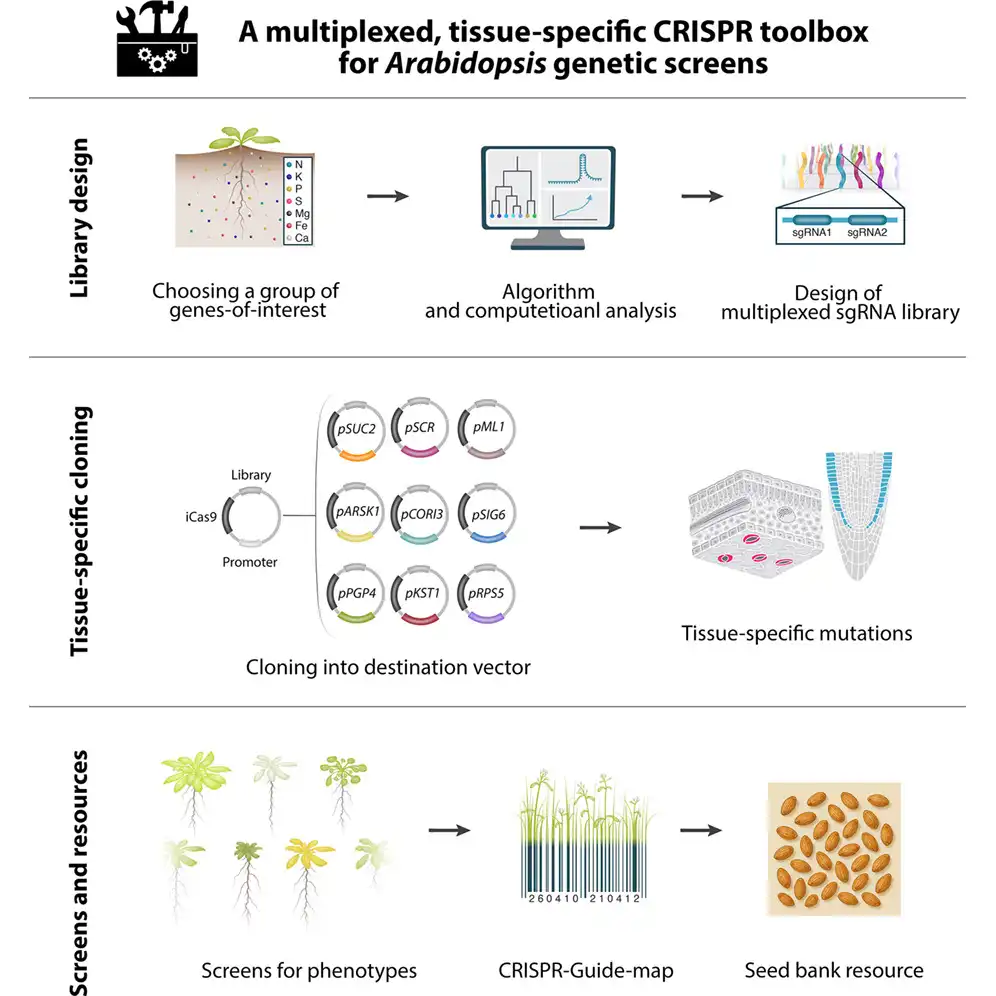 Targeting redundant gene families: A multiplexed,tissue-specific CRISPR toolbox for Arabidopsisgenetic screens