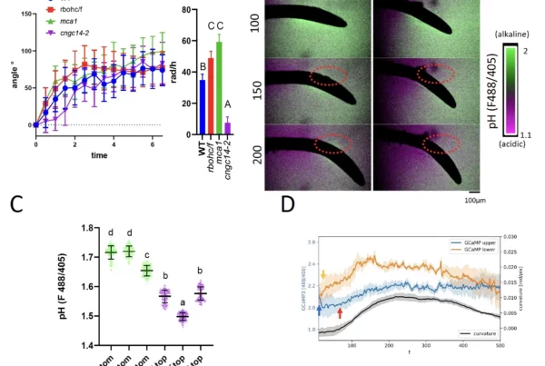 Image: Gravitropic bending of the rbohc/f mutants and their relative apoplastic pH in the elongation zone. (A) Root gravitropic bending of WT, mca1, cngc14-2, and rbohc/f mutants. Right-expression of bending as linear regression slope after 1 h of bending. Letters denote statistical significance (ANCOVA test of equal slopes p