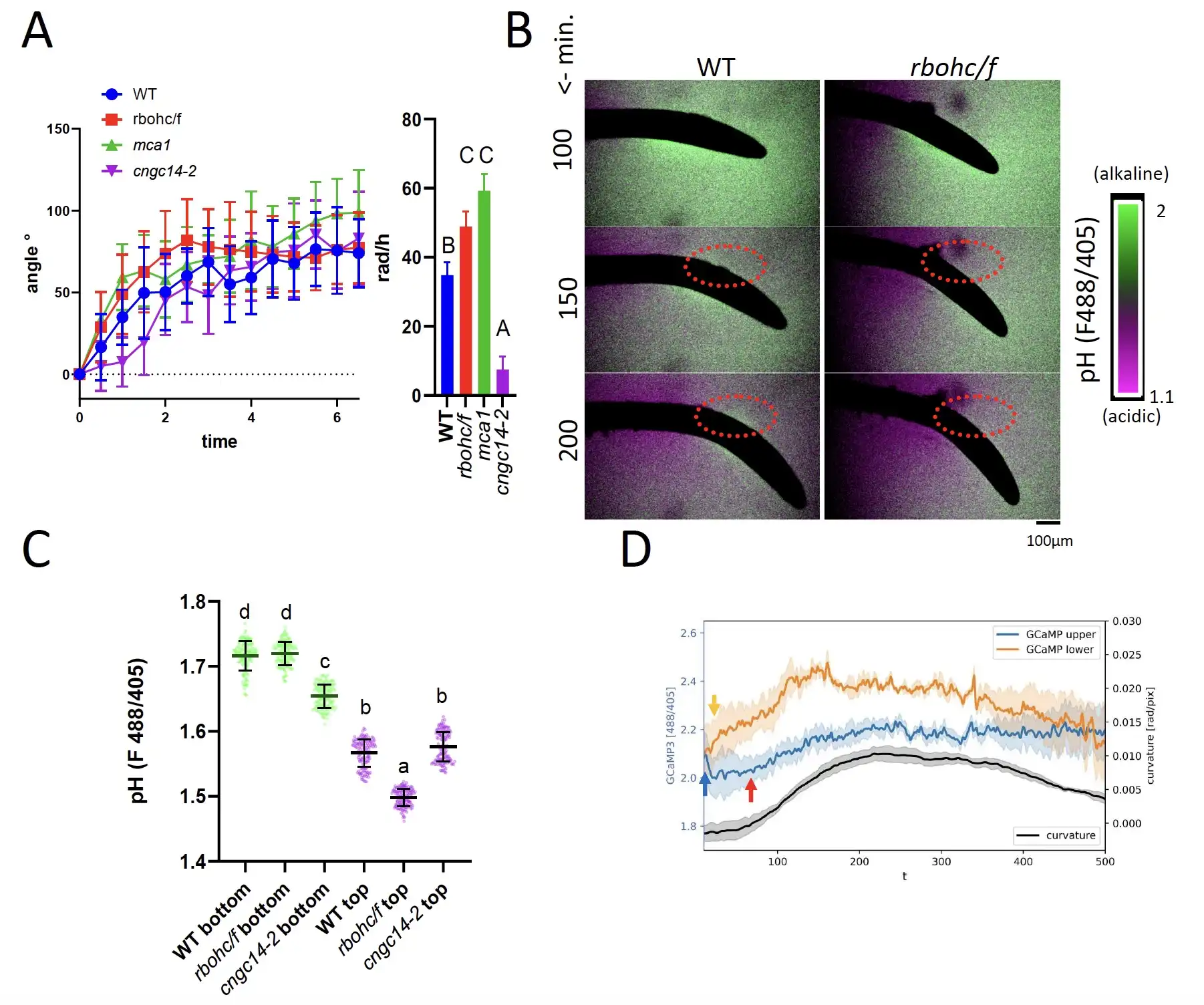 Calcium-triggered apoplastic ROS bursts balance gravity and mechanical signals for soil navigation