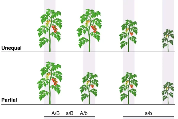 Image: Each panel represents a distinct redundancy scenario, with genotypes annotated as A/B, a/B, A/b, or a/b, where lowercase letters indicate mutated genes. Gray backgrounds highlight the corresponding plant phenotypes for each genotype. In the bottom panel (conditional redundancy), sun and thermometer icons denote specific conditions under which redundancy is revealed. Credit: Trends in Plant Science.