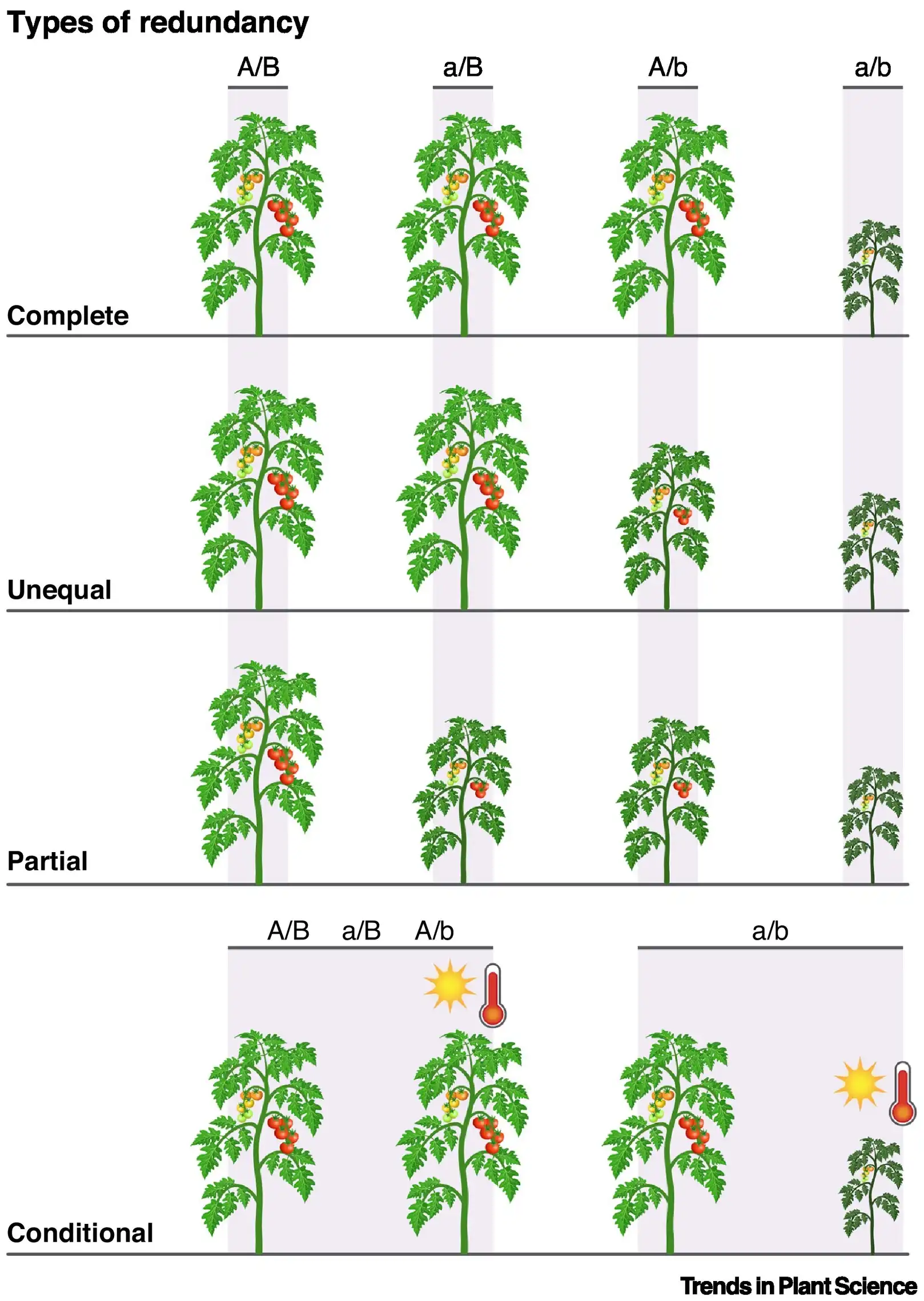 Navigating genetic redundancy in plant genomes: insights for research and breeding