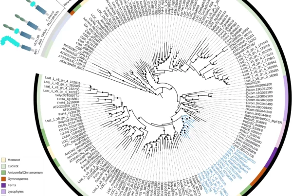 Image: An amino acid sequence-based maximum-likelihood phylogeny of members of the Catharanthus roseus RECEPTOR-LIKE KINASE 1-LIKE (CrRLK1L) family in different species. Credit: The Plant Journal