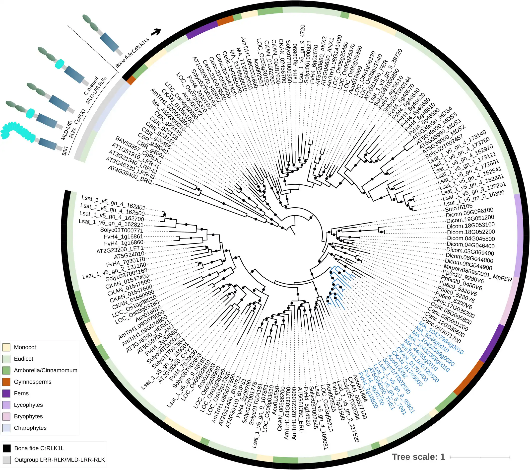 The function of the Arabidopsis receptor kinase THESEUS1 in plant cell wall integrity maintenance: from evolutionary origin to future perspectives