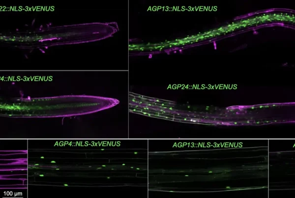 Image: Expression patterns of selected AGP genes. (a, b) Confocal microscopy of root tips (a) and hypocotyls (b) expressing transgenic transcriptional reporters (nuclear localized VENUS protein, green ﬂuorescence) with promoters of the indicated AGP genes in WT (Col-0) background (cells counterstained with propidium iodide, magenta ﬂuorescence). Note the general increase in expression as cells start to expand in roots. Credit: New Phytology