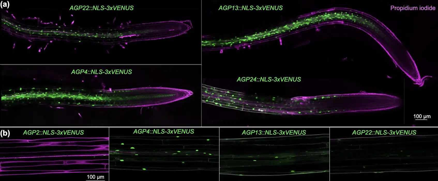 AGP and EXO-LIKE genes promote brassinosteroid-dependent anisotropic growth