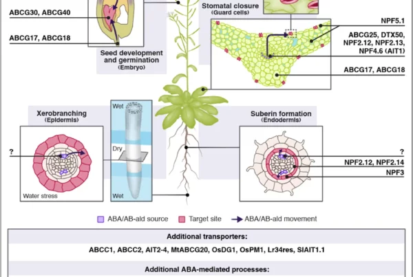 Image: Tissue-specific ABA responses are shaped by transporter-mediated hormone distribution. ABA and AB-ald (abscisic aldehyde) are delivered from source tissues (purple) to distinct target sites (red), where ABA drives physiological responses, including stomatal closure in guard cells, seed development and germination, suberin formation in the endodermis, and xerobranching in the root epidermis. Directional movement of ABA and its precursor AB-ald between tissues (black arrows) is mediated by multiple ABA delivery mechanisms. The spatial distribution of ABA transporters determines tissue-specific ABA accumulation and responses. ABA, abscisic acid. Credit: Current Opinion in Plant Biology