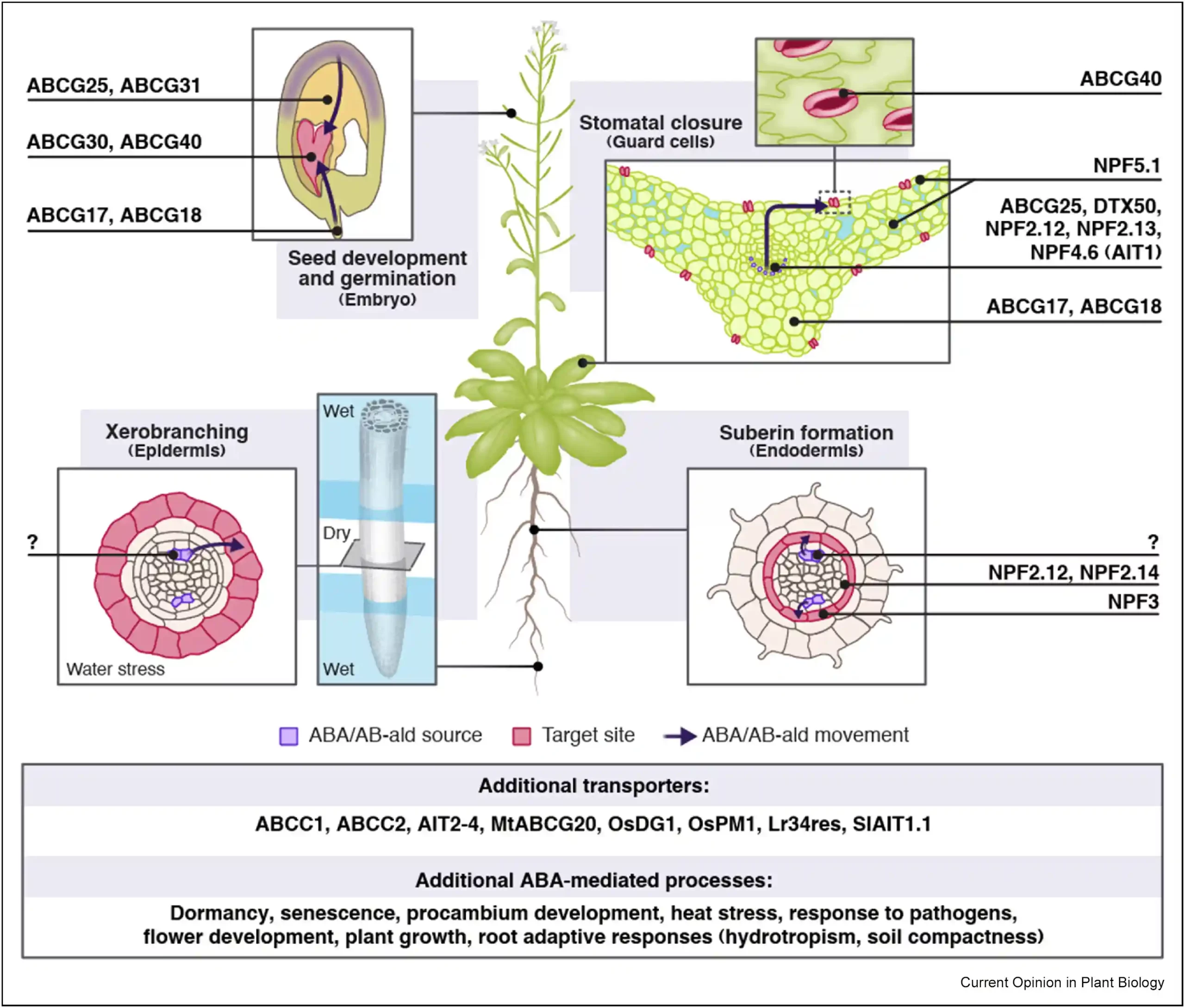 Abscisic acid activity across tissues: Linking biosynthesis, transport, and target-site action