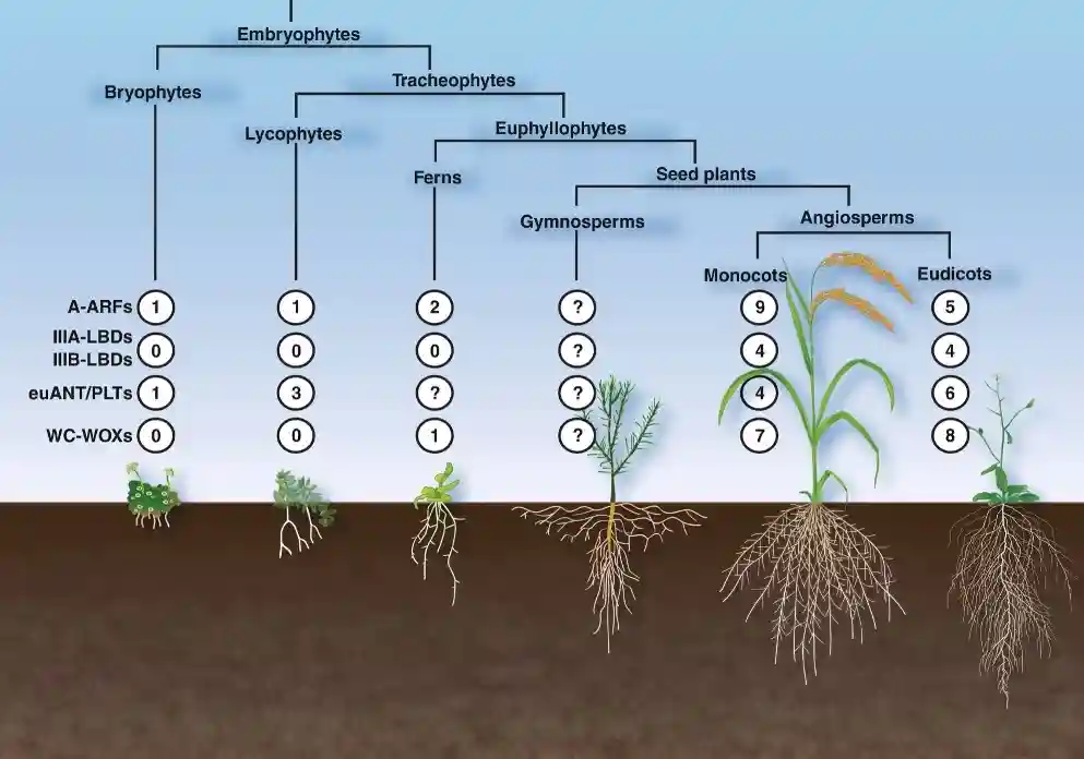 Evolution of root systems in land plants