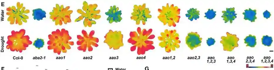 Water stress adaptive responses in plants require movement of ABA and AB-aldehyde from vascular to target tissues